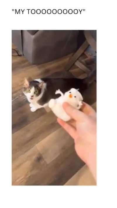 Local cat devastated at the loss of his favorite toy