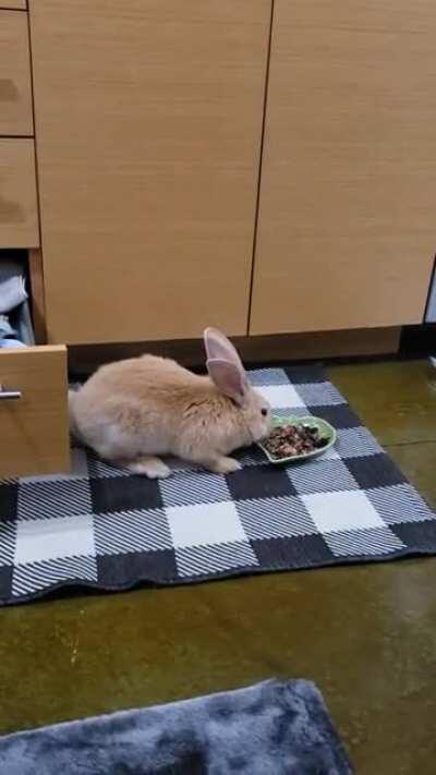 Never ending quest for new smells and food