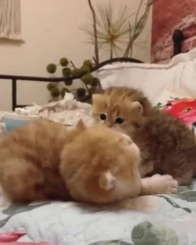 WARNING GRAPHIC VIOLENCE MATURE AUDIENCES ONLY