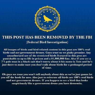 Bird meme