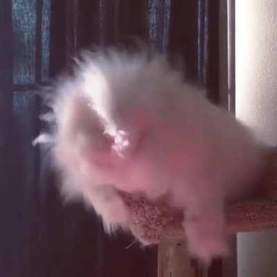 Hitcat practicing his Melee attacks