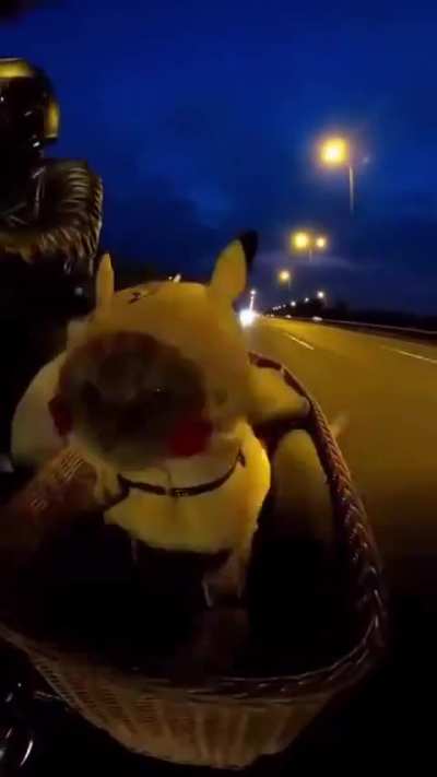 Cat is too chill, but I can't see a defect. Found with the title: piCATchu roaming around.