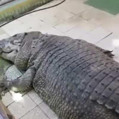 An absolute unit of a crocodile. 
