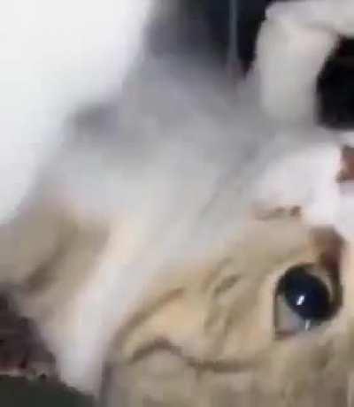 Whatever the heck this cat is doing