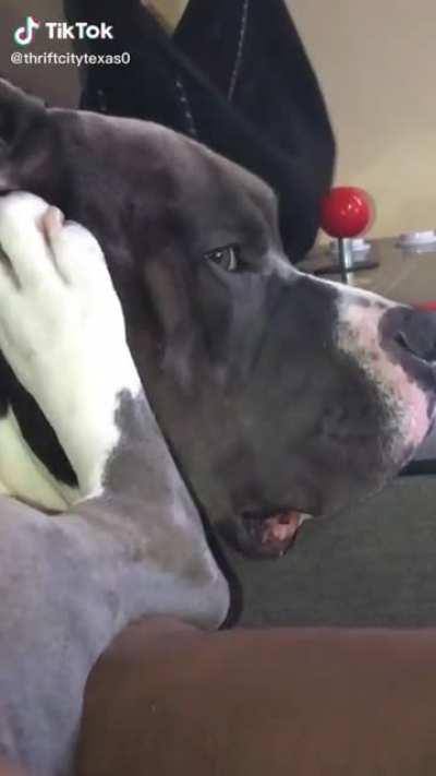 My boy getting chewed out.