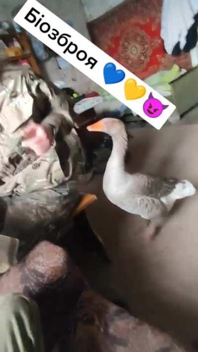 Sergeant goose makes sure that everyone knows he's in charge. The caption says 