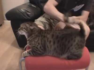 SHaMLEsS MAn aSsauLtS caT repeAtedLY TILL tHE SOUl lEaVeS tHe BoDy