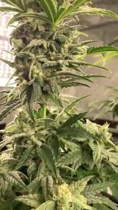 We were so preoccupied with whether or not we could that we never stopped to think of we should… 🦖