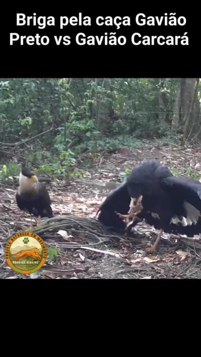 A great black hawk and crested caracara have a conflict over prey