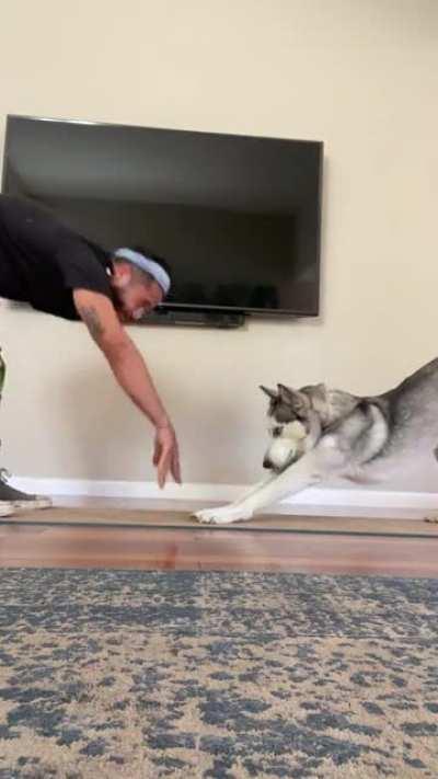 A little husky stretch