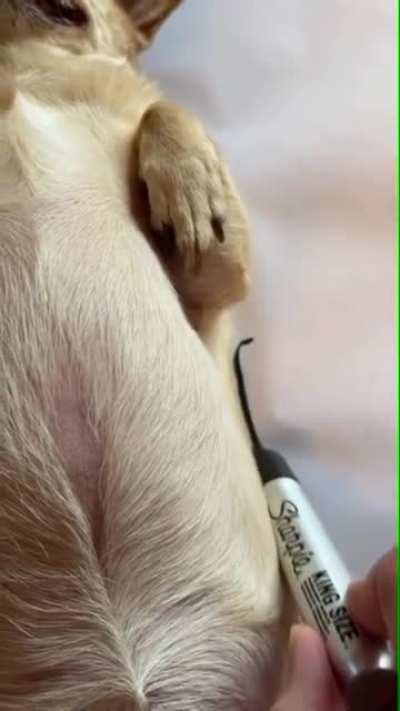 “Draw me like one of your French Bulldogs, Jack Russell.”