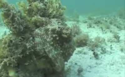 This level of camouflage is insane