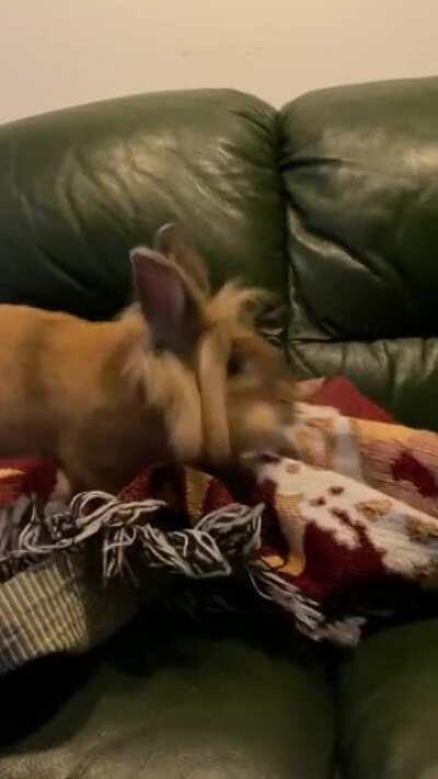 mother I crave violence