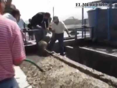 Journalist fell into pool of poop