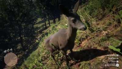 This deer let me walk right up and pet it