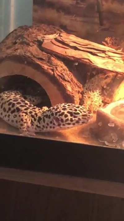 Ok so sometimes my Leo will make random chirp like noises, just wondering if this is normal