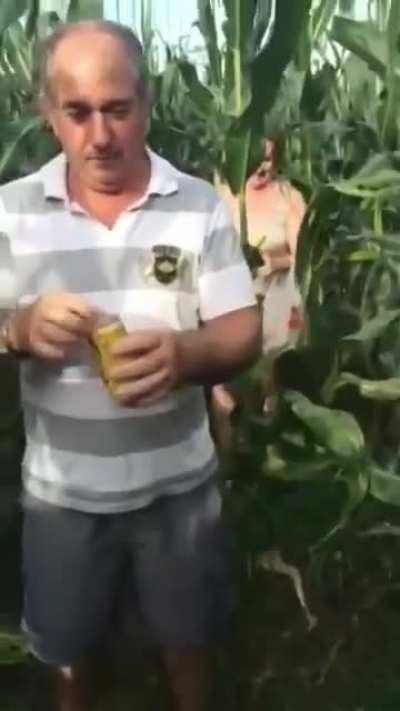 The American Indians called it 'maize lite'