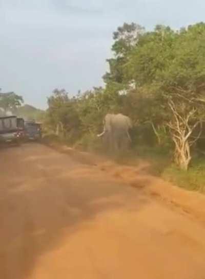 These 'wildlife observers' harassing the elephants while driving in their own territory and making a living out of them.
