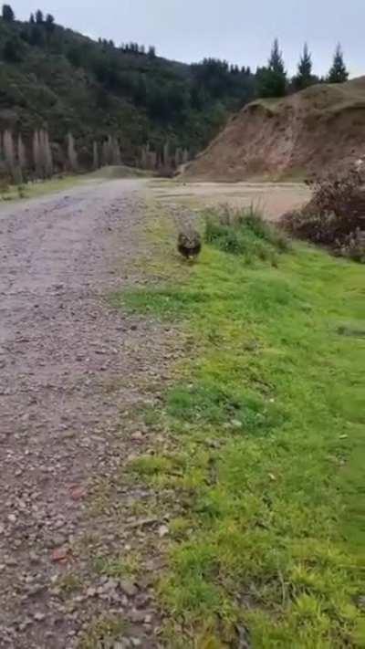 Excuse Me Sir, Do You Have Any Spare Mice?