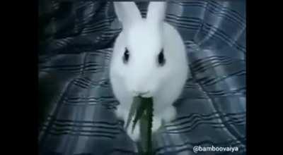 🐰