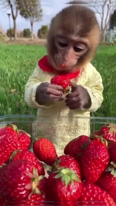 Strawberry Fields Forever