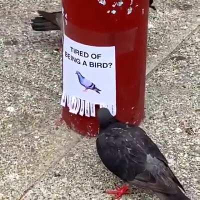 Yes you're right, human .