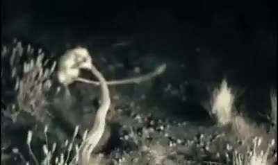 Meu novo animal favorito