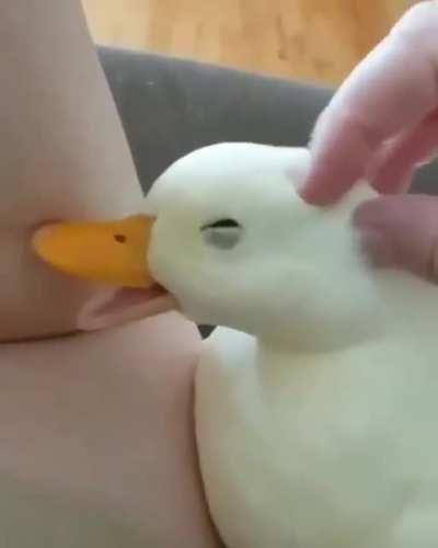 🦆🦢