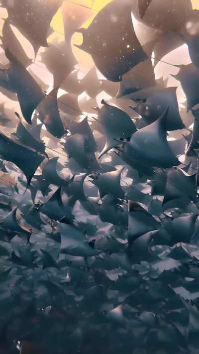 The mobula ray migration at its finest, this is the largest known migration of rays anywhere on earth...