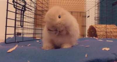 First Baby My Wife & I Get To Raise Together. Meet Pochi