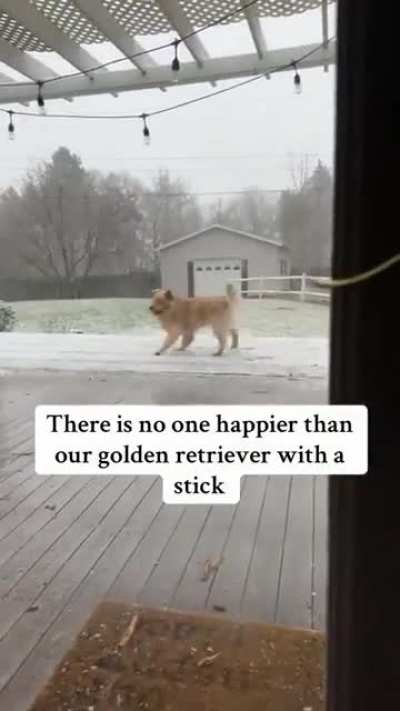 Living his best life. Wish every dog got to.