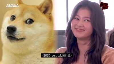 201029 - Sana, the Shiba Inu