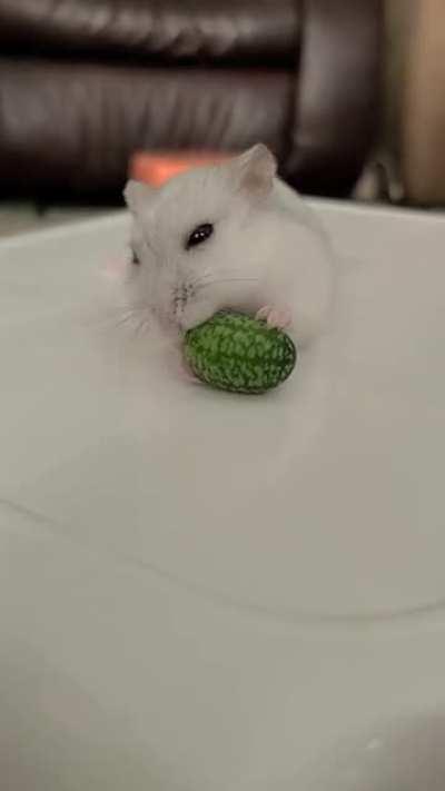 BREAKING NEWS: GIGANTIC hamster devours A VERY REGULAR SIZED watermelon