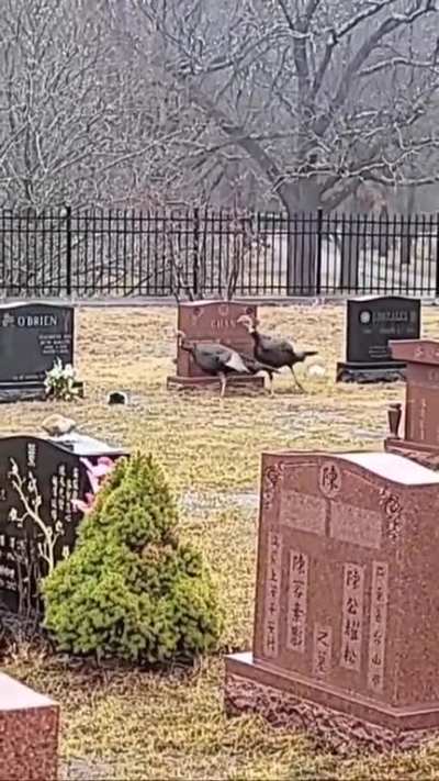Why do turkeys circle the grave?