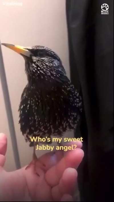This European Starlings Crazy Mimicry