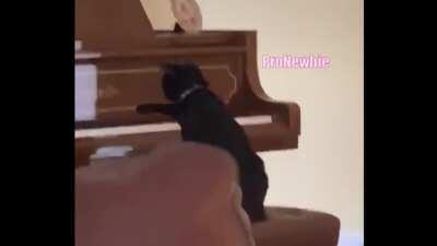 Cat has good taste in Music