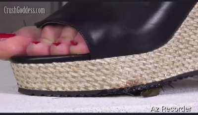 CG wedge Crush crawfish