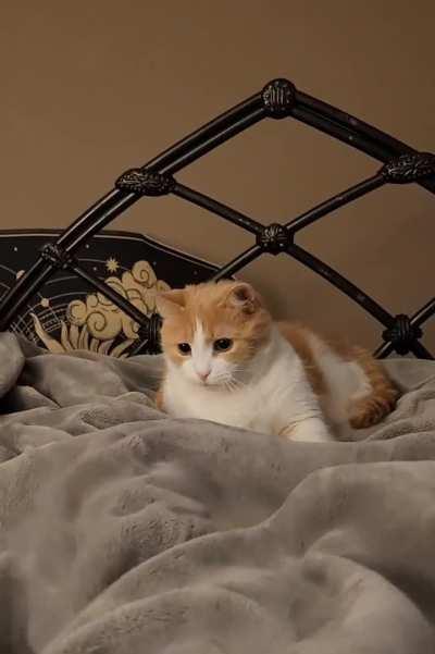 Violence for bed monsters