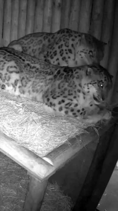 Snow Leopards are the biggest cuddlebugs