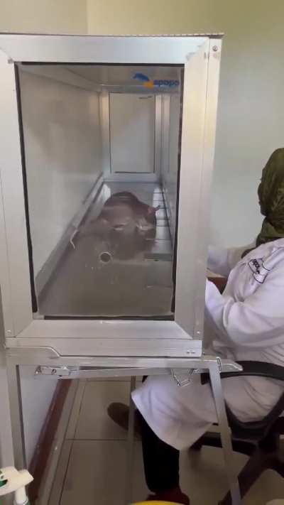 HeroRATS! Wild but incredible, African giant pouched rat can rapidly identify Tuberculosis by smell.