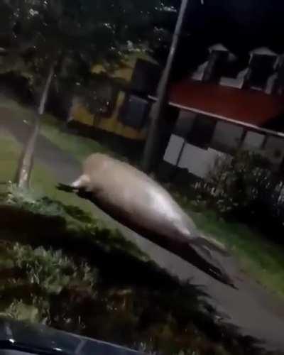 Florida just outta control right now 😳🦭