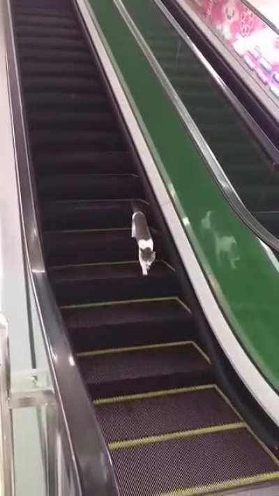 Actual footage of Victoria’s steps to getting out of lockdown