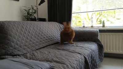 King suddenly decided he needed to be petted immediately