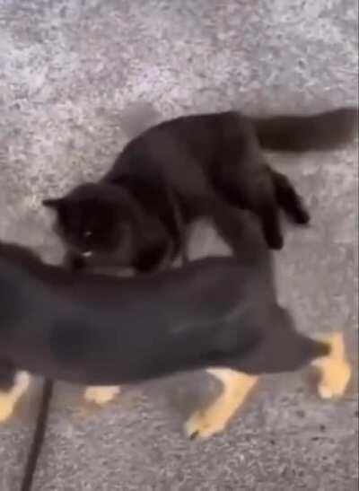 Now Stay Still Kitteh