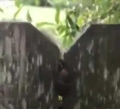 Poor squirrel loses his nuts