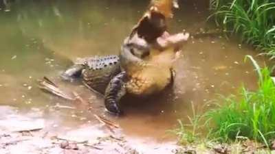 A gator crunches a turtle