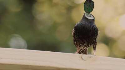 I saw something weird while bird-watching.