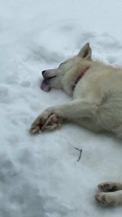 Doggo.exe has stopped working