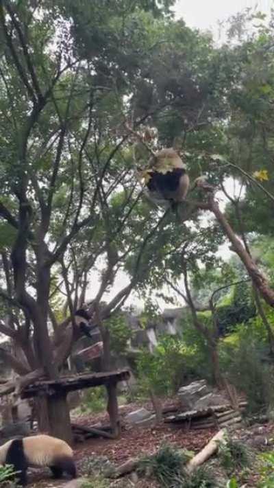 More reasons why giant pandas were once endangered species