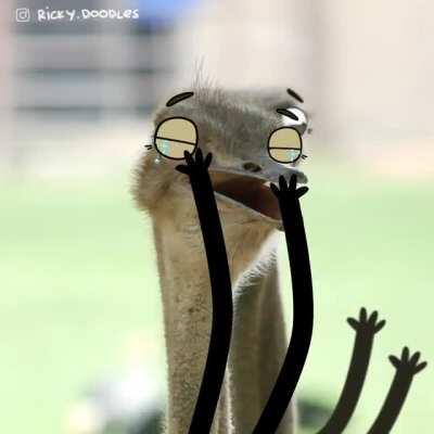 Ostriches love to have a good laugh (with sound)